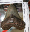 4.5" Megalodon Tooth